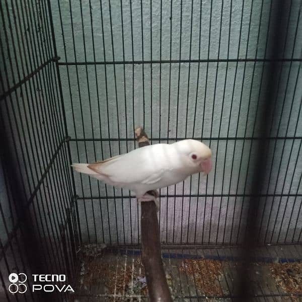 albino red eyes bredar female 0