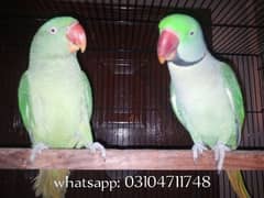 Raw Parrot Breeder Pair for sale