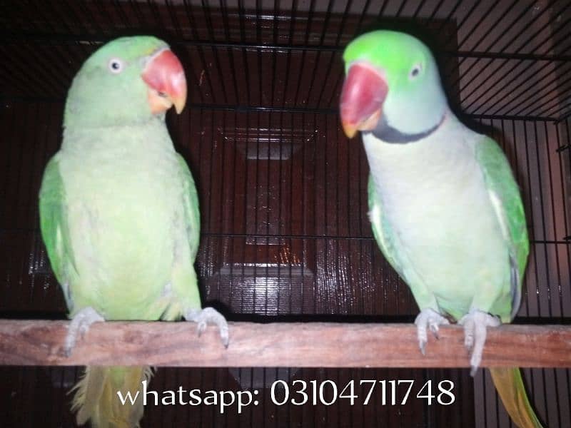 Raw Parrot Breeder Pair for sale 0