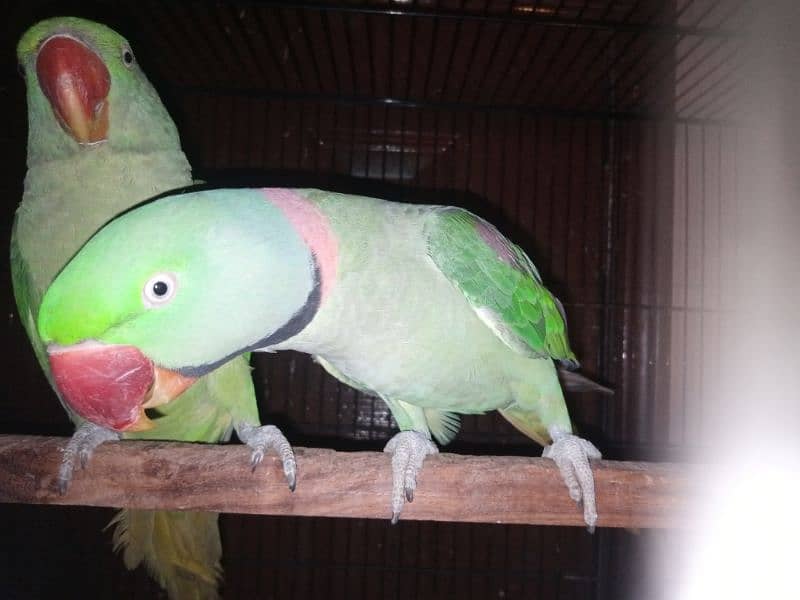 Raw Parrot Breeder Pair for sale 2