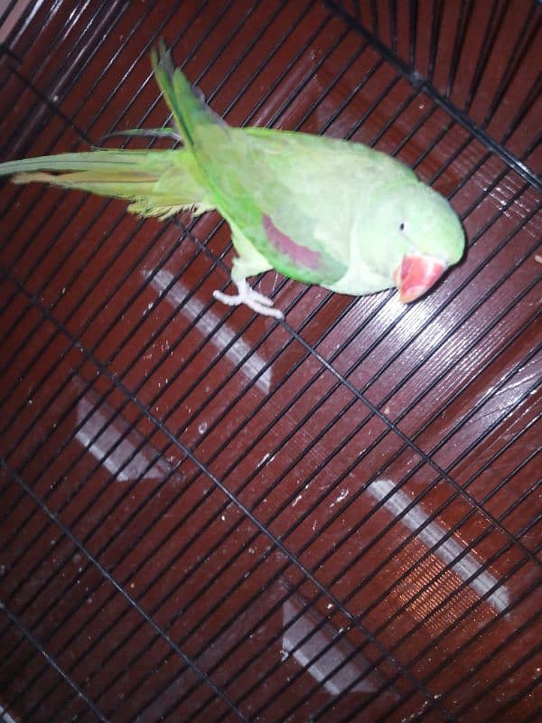 Raw Parrot Breeder Pair for sale 3