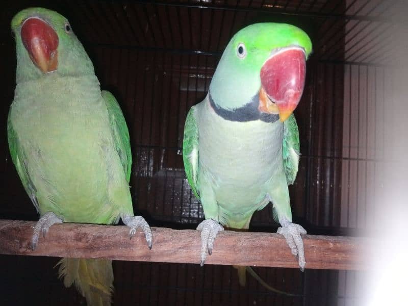 Raw Parrot Breeder Pair for sale 4