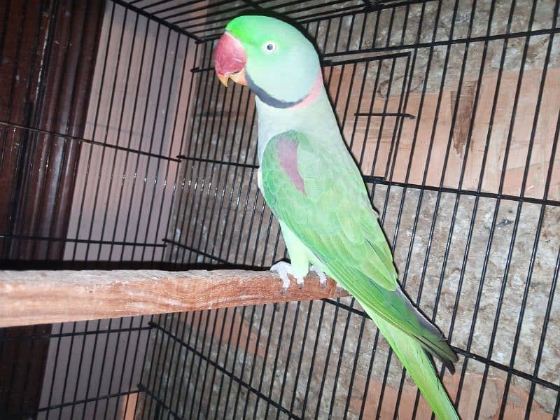 Raw Parrot Breeder Pair for sale 5