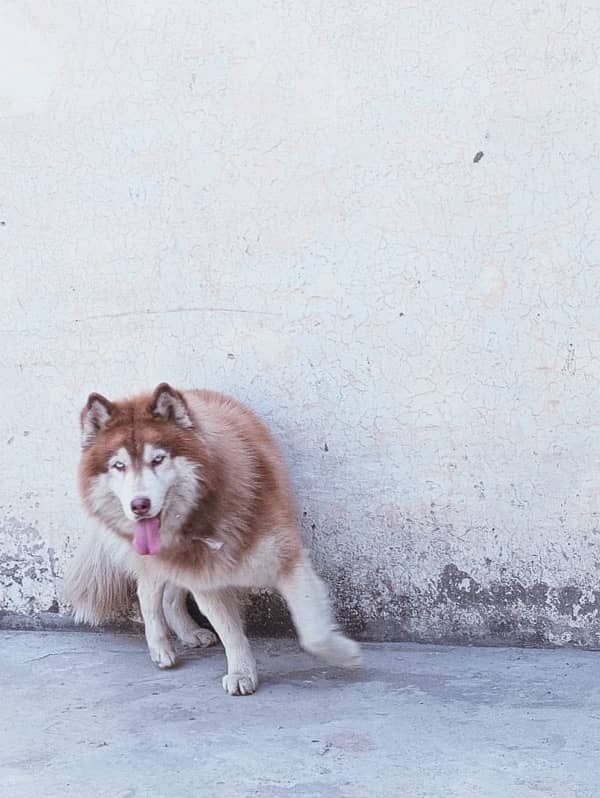 Huskey Blue eyes 1