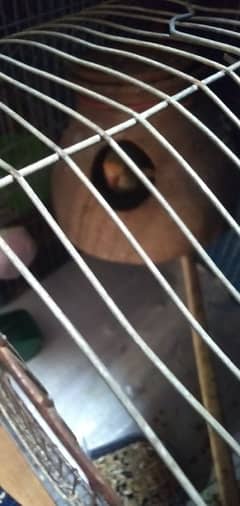 lovebird for sale with cages and matki