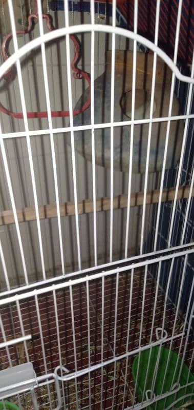 lovebird for sale with cages and matki 1