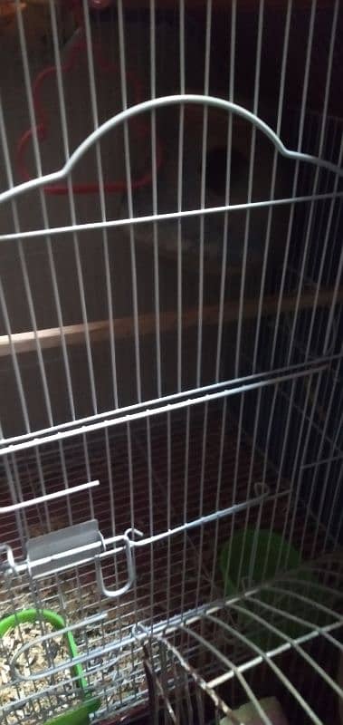 lovebird for sale with cages and matki 3