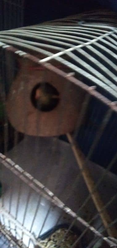 lovebird for sale with cages and matki 5