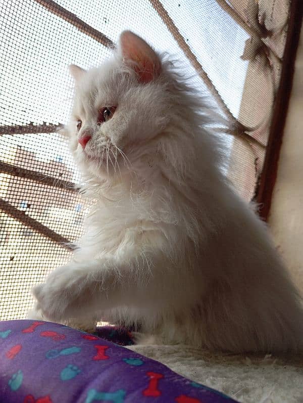 High Quality Persian kittens 4