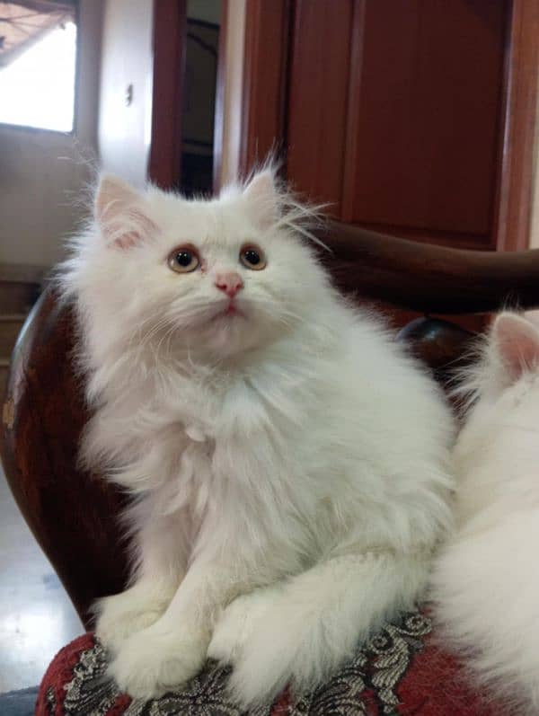 High Quality Persian kittens 5