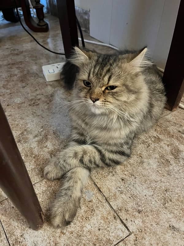 Persian fluffy cat 1