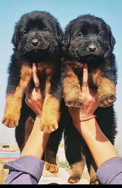 German Shepherd long coat pupies for sale