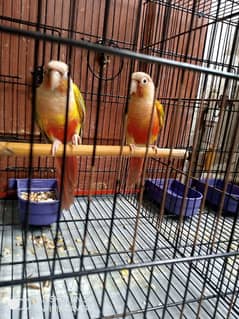 Pineapple conure with breeding box