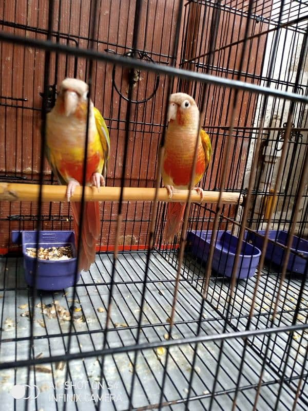 Pineapple conure with breeding box 0