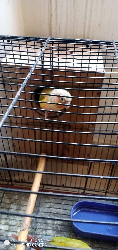 Pineapple conure with breeding box 1