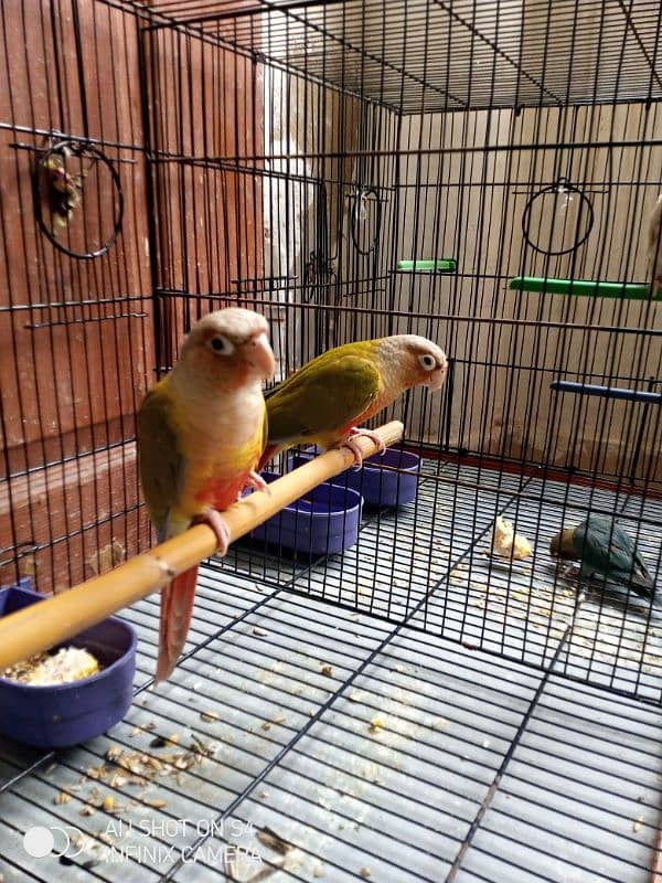 Pineapple conure with breeding box 2