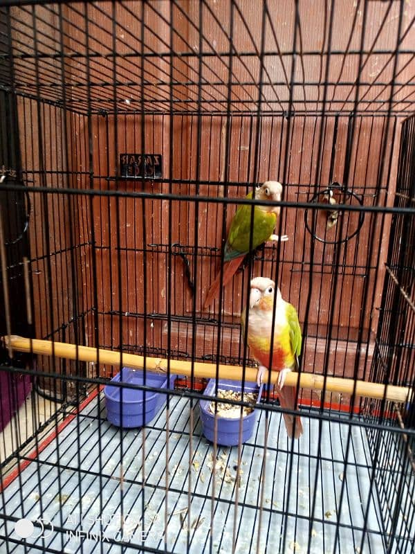 Pineapple conure with breeding box 3