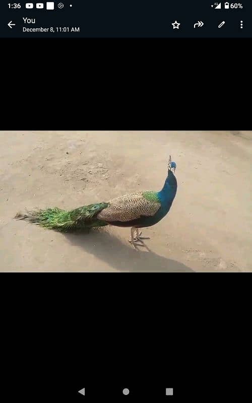 Peacock for sale. contact #03006768813 1