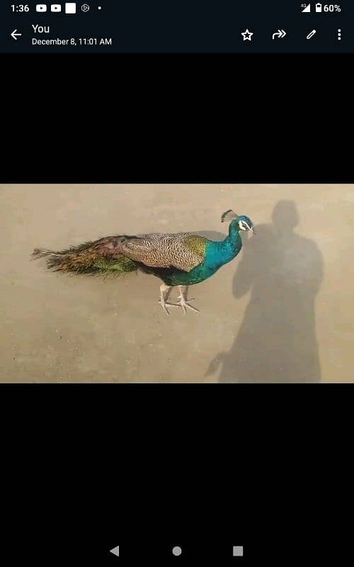 Peacock for sale. contact #03006768813 2