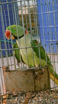 Raw Parrot For Sale