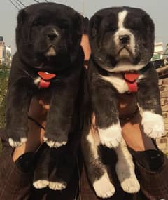 Alabai pair | Alabai Breed | Alabai Puppies For Sale