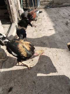 Sindhi pair of chicken