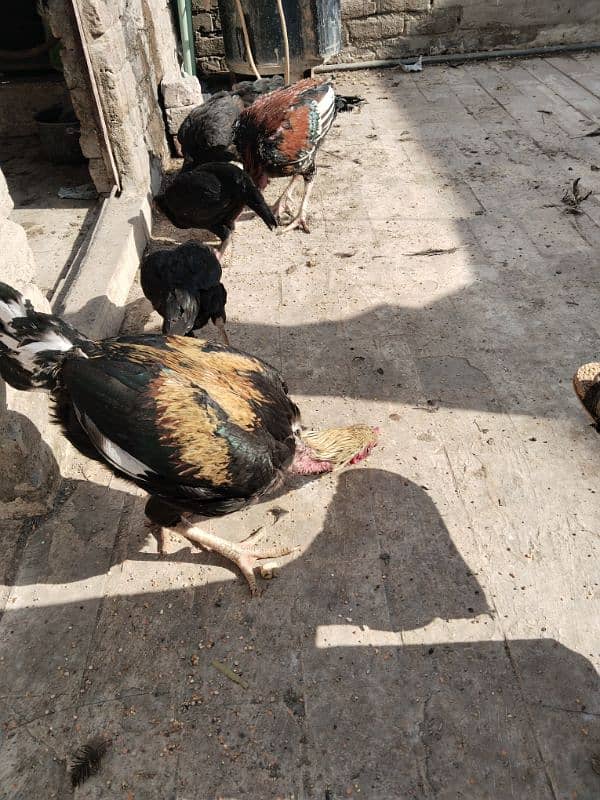 Sindhi pair of chicken 0