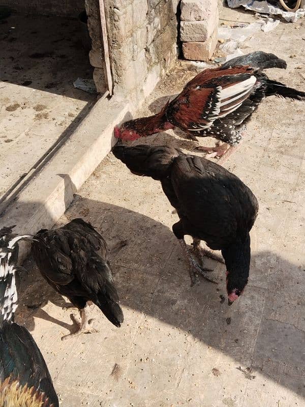 Sindhi pair of chicken 1