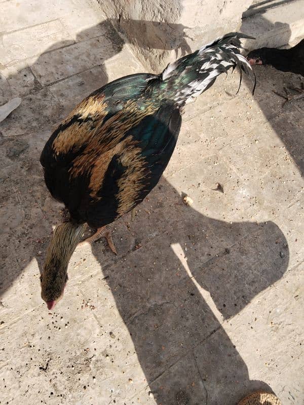 Sindhi pair of chicken 2