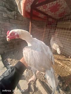 aseel heera set for sale 1 nar 2 madi 4 chicks maa ke sat