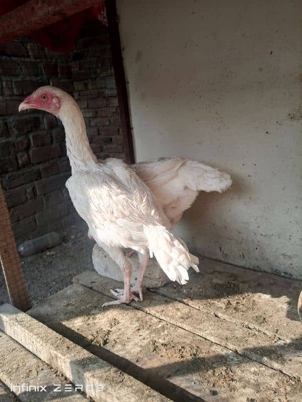 aseel heera set for sale 1 nar 2 madi 4 chicks maa ke sat 3