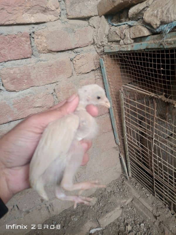 aseel heera set for sale 1 nar 2 madi 4 chicks maa ke sat 10