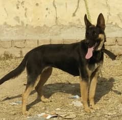 available German Shepherd for sale