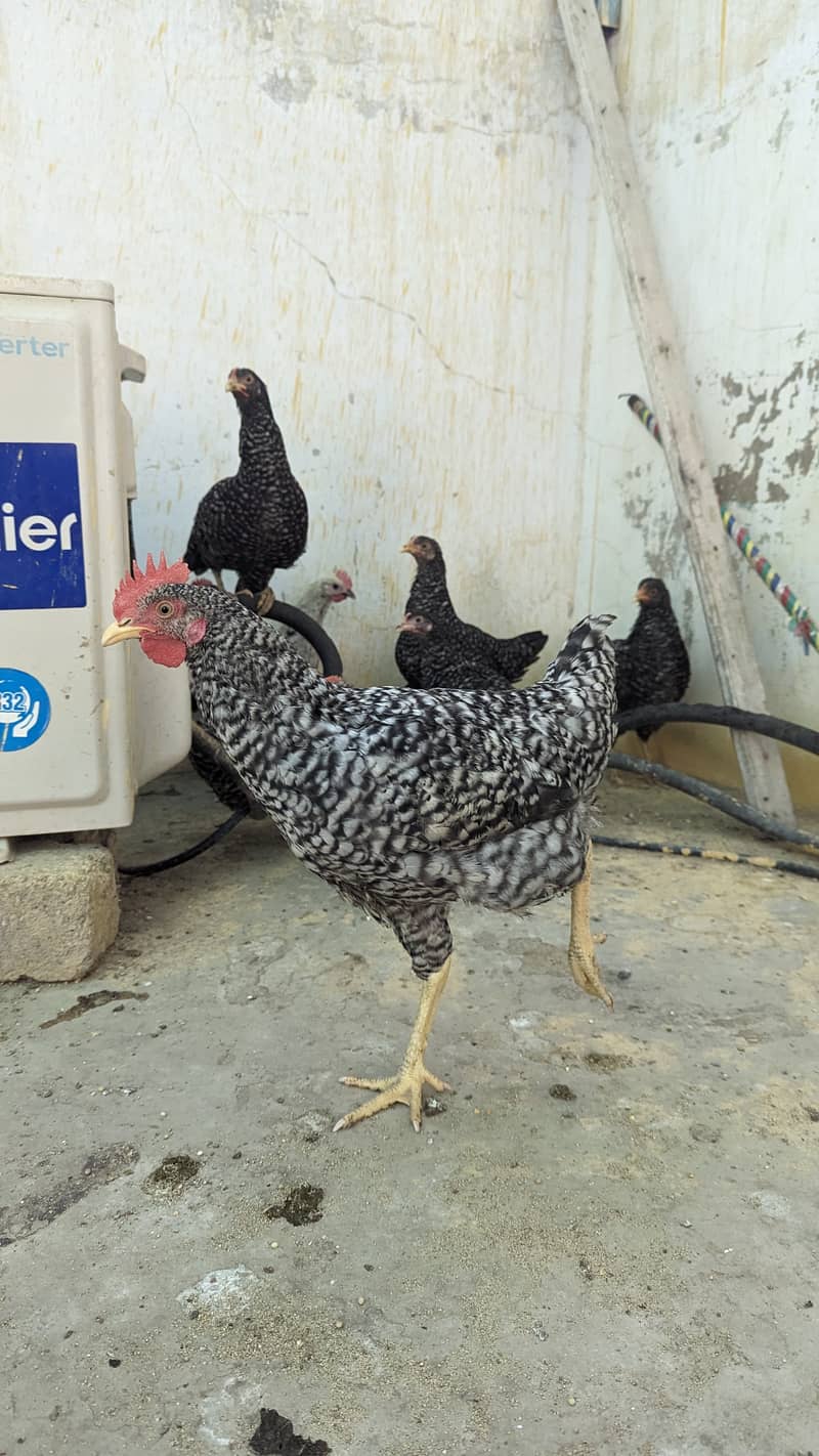 Black Australop F1 and golden misri for sale 7