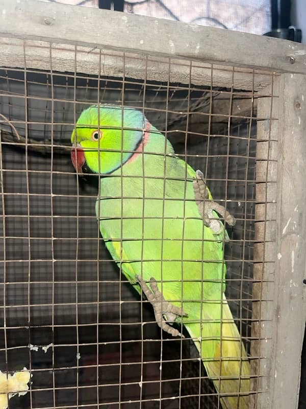 Green parrot 0