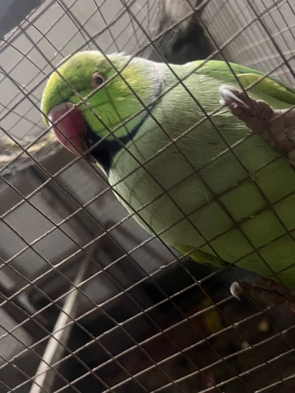 Green parrot 1