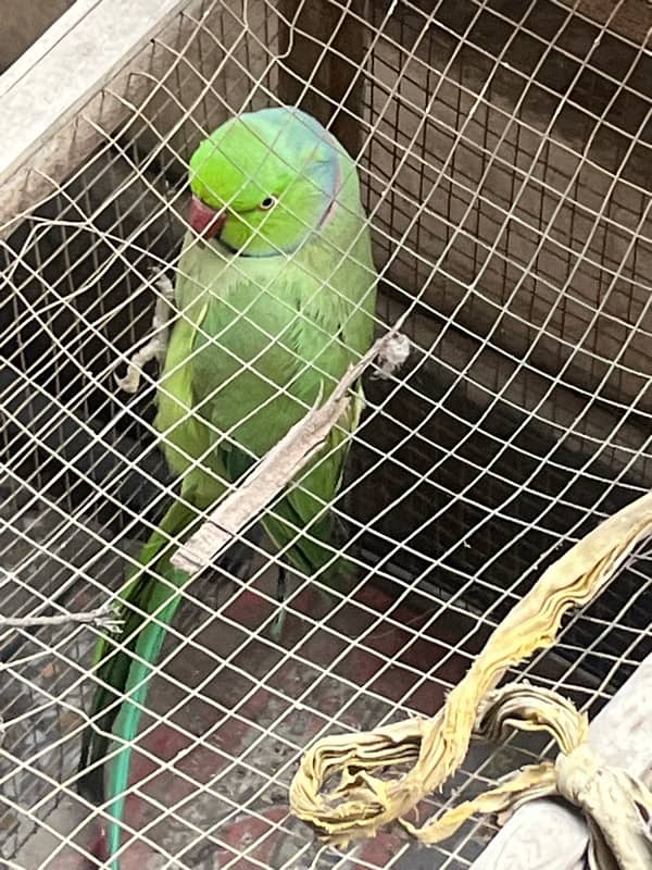 Green parrot 2