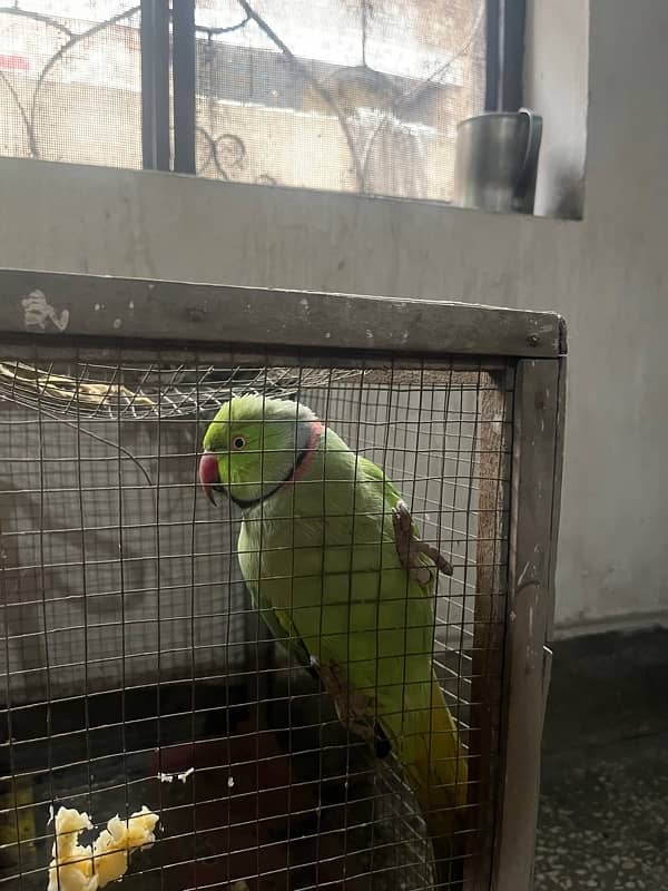 Green parrot 3