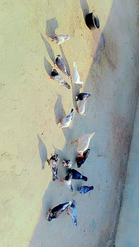 pigeons 2