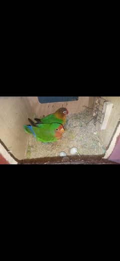 Lovebrid pair with 2 cage