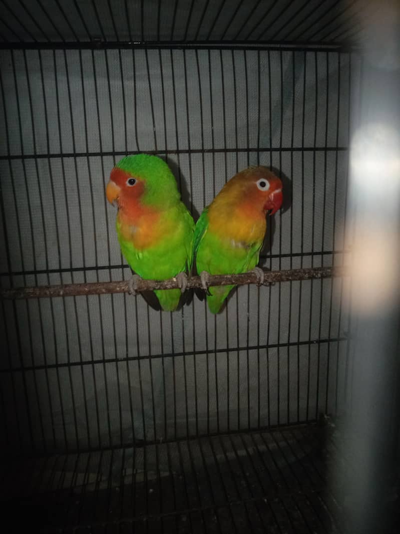 Lovebrid pair with 2 cage 1