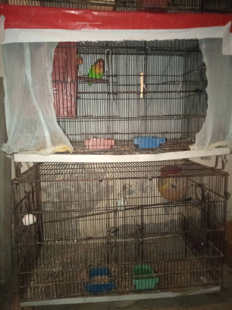 Lovebrid pair with 2 cage 2