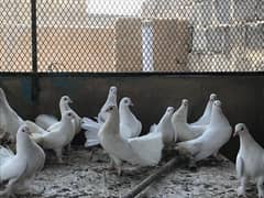 Fancy White Laka Pigeons