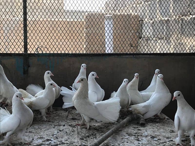 Fancy White Laka Pigeons 0