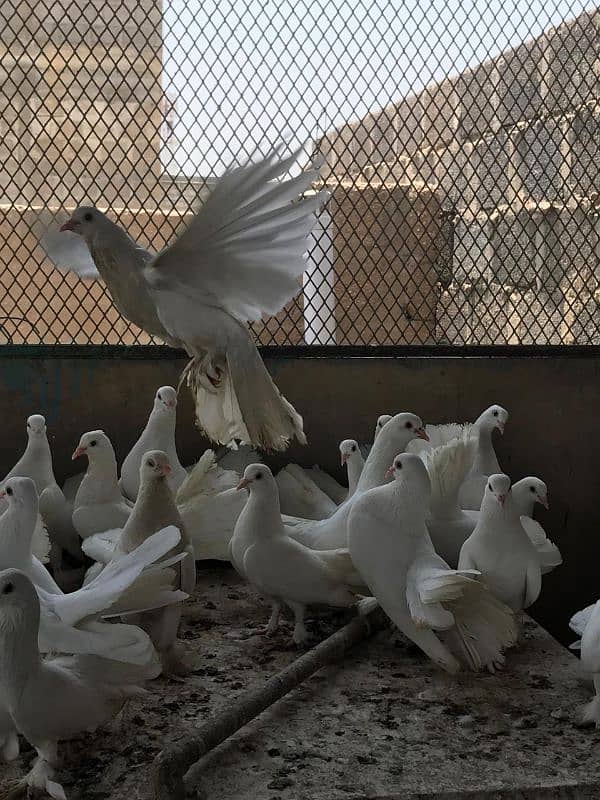 Fancy White Laka Pigeons 1