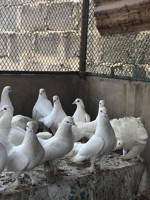 Fancy White Laka Pigeons 2