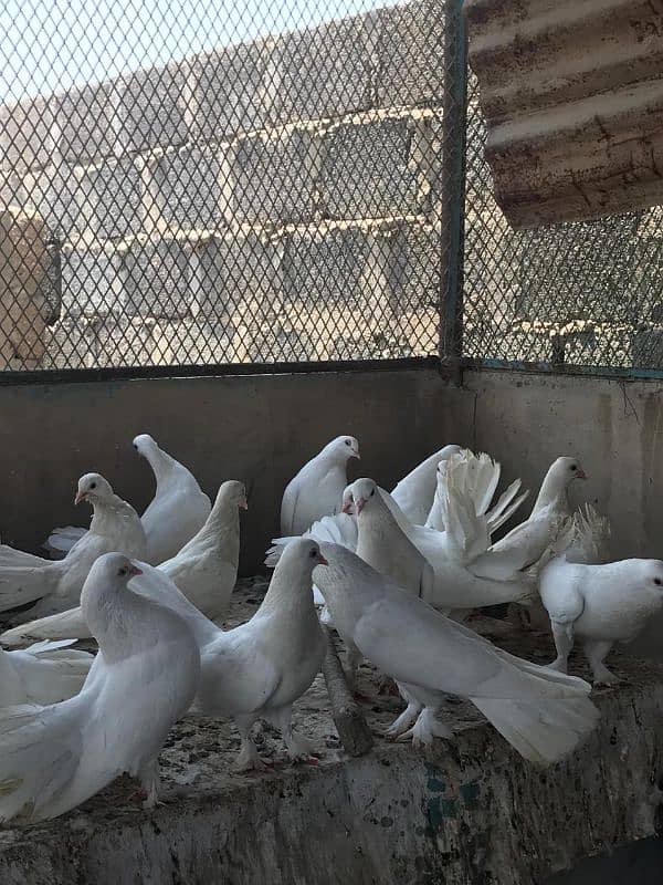 Fancy White Laka Pigeons 3