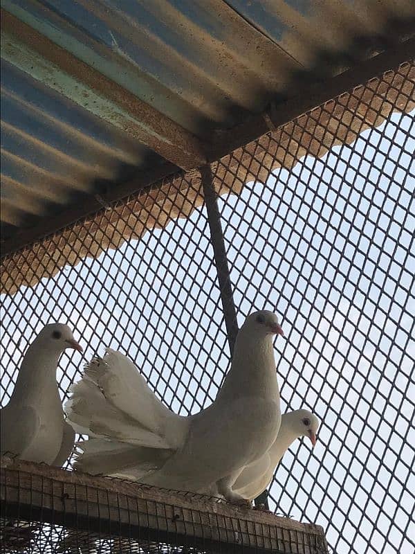 Fancy White Laka Pigeons 4