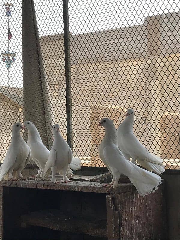 Fancy White Laka Pigeons 5