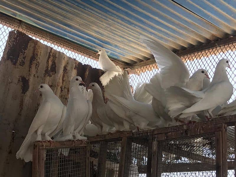 Fancy White Laka Pigeons 6